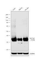 SLC7A5 Antibody in Western Blot (WB)