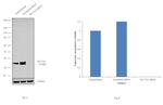 SLC7A5 Antibody in Western Blot (WB)