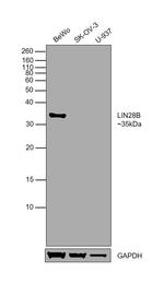 LIN28B Antibody in Western Blot (WB)