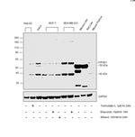 CYP2E1 Antibody