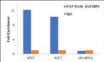 IGF2BP3 Antibody in RNA Immunoprecipitation (RIP)