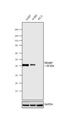 RENBP Antibody