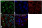 UNC84B Antibody in Immunocytochemistry (ICC/IF)