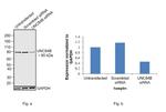 UNC84B Antibody