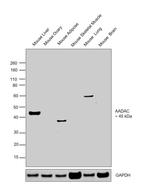 AADAC Antibody