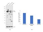 Gephyrin Antibody in Western Blot (WB)