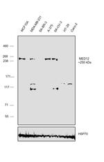 MED12 Antibody