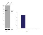 Optineurin Antibody in Western Blot (WB)