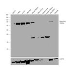 Optineurin Antibody in Western Blot (WB)