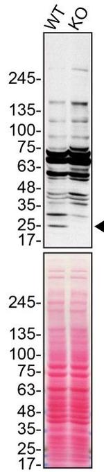 Cathepsin H Antibody