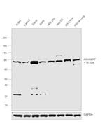 ARHGEF7 Antibody in Western Blot (WB)