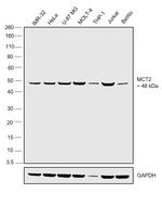 MCT2 Antibody in Western Blot (WB)