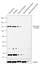 Neuroligin 1 Antibody in Western Blot (WB)