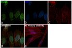 RAD18 Antibody in Immunocytochemistry (ICC/IF)