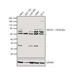 RAD18 Antibody in Western Blot (WB)