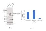 RAD18 Antibody in Western Blot (WB)