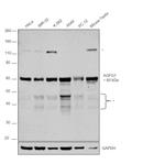 AGFG1 Antibody in Western Blot (WB)