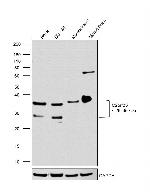 C2orf33 Antibody in Western Blot (WB)