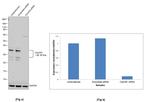 C2orf33 Antibody in Western Blot (WB)