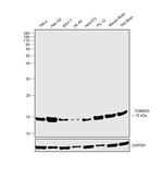 TOMM20 Antibody in Western Blot (WB)