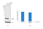 TOMM20 Antibody in Western Blot (WB)