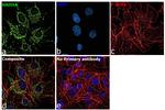 HADHA Antibody in Immunocytochemistry (ICC/IF)