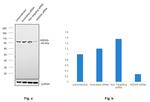 HADHA Antibody in Western Blot (WB)