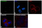 Pericentrin Antibody in Immunocytochemistry (ICC/IF)