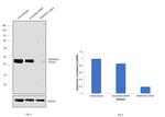 SMARCB1 Antibody in Western Blot (WB)