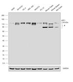 UPF1 Antibody in Western Blot (WB)