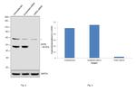 WIPI2 Antibody in Western Blot (WB)