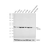 PPA1 Antibody in Western Blot (WB)