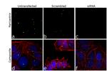 Pericentrin Antibody