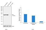 PPA1 Antibody in Western Blot (WB)