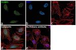 53BP1 Antibody in Immunocytochemistry (ICC/IF)