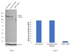 53BP1 Antibody in Western Blot (WB)