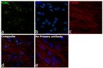 PCM1 Antibody in Immunocytochemistry (ICC/IF)