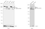 PCM1 Antibody in Western Blot (WB)