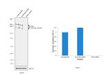 PCM1 Antibody