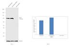 KAP3 Antibody in Western Blot (WB)