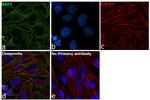 KAP3 Antibody in Immunocytochemistry (ICC/IF)