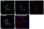 TOP2B Antibody in Immunocytochemistry (ICC/IF)