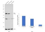 DDX6 Antibody in Western Blot (WB)