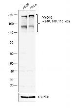 MYO10 Antibody in Western Blot (WB)