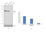 Gephyrin Antibody