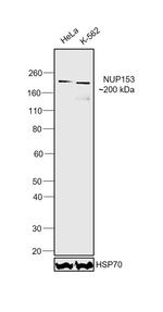 NUP153 Antibody in Western Blot (WB)