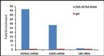 DHX9 Antibody in RNA Immunoprecipitation (RIP)