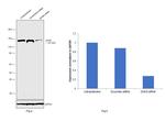 DHX9 Antibody