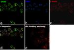 DAB2 Antibody in Immunocytochemistry (ICC/IF)