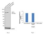 SPT5 Antibody in Western Blot (WB)